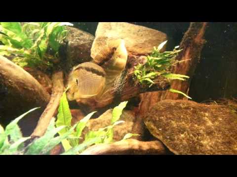 Filmpje  Mesonauta  guyanae  met  eitjes   45  sec       1 3 2016