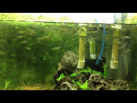 G. Falcatus tank (Before)