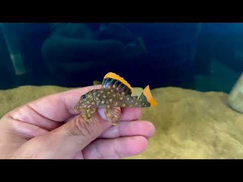 Baryancistrus xanthellus , L 177 ,