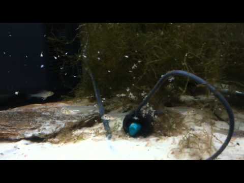 Biotoecus opercularis  repas