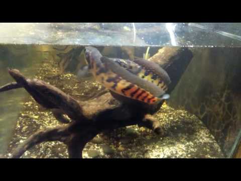 Channa asiatica mating (bandung, indonesia)