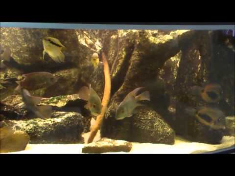 Cichlidenwereld: Hoplarchus Psittacus Group