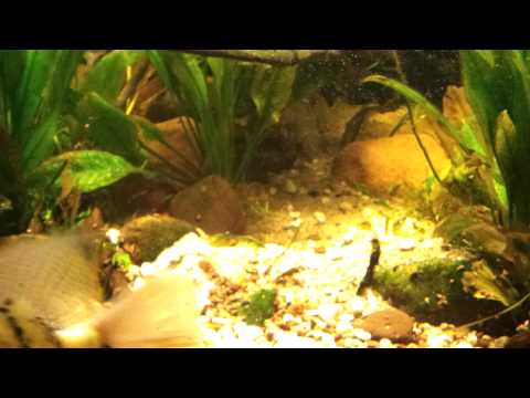 Herichthys pearsei mit Gelege