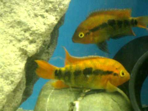 Rainbow Cichlids (Herotilapia multispinosa) Spawning Part 1