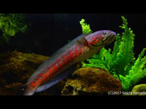 Channa asiatica "Super red" breeding pair