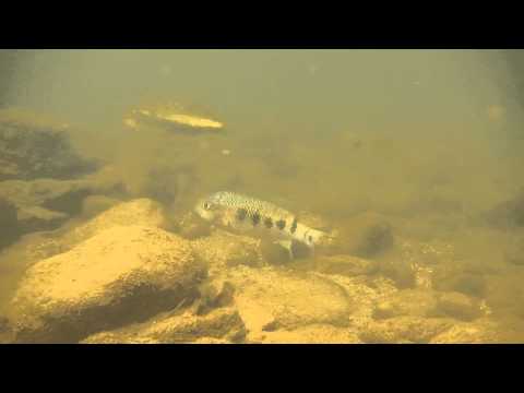 CAP76 - Paraneetroplus bulleri rio Junapan