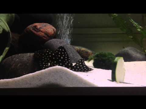 My LDA33 L142 snowball Pleco
