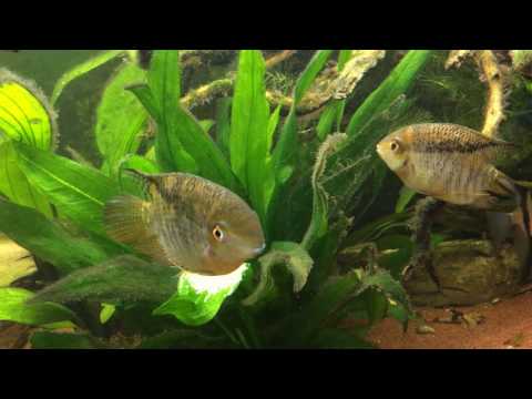 Mesonauta guyanae mit Gelege / Mesonauta guyanae with eggs