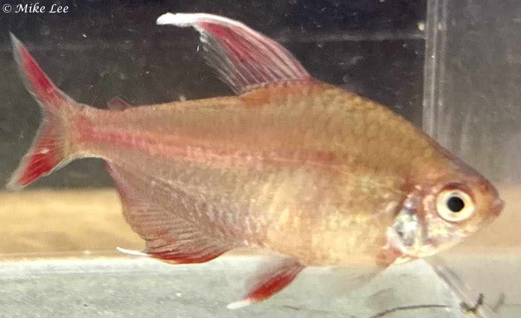 Kweekverslag: Megalamphodus bentosi (Bentosi Tetra)