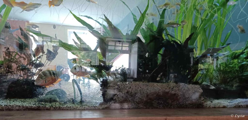 Papa en mama Thorichthys maculipinnis houden de school jongen bij elkaar