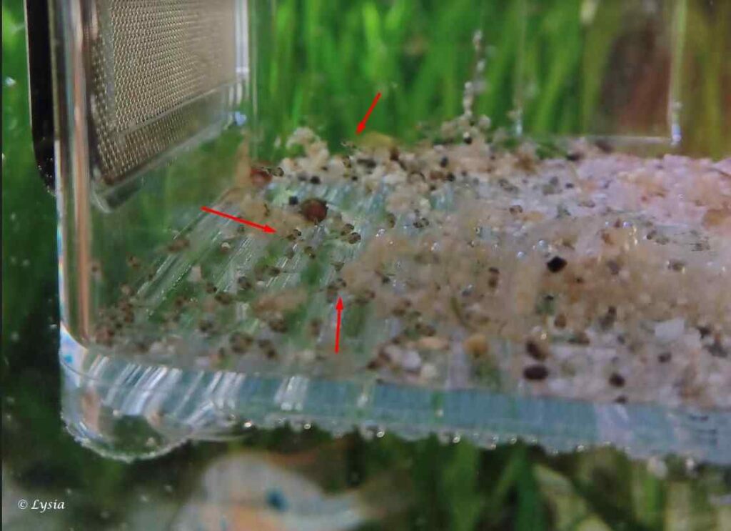 Thorichthys maculipinnis larfjes