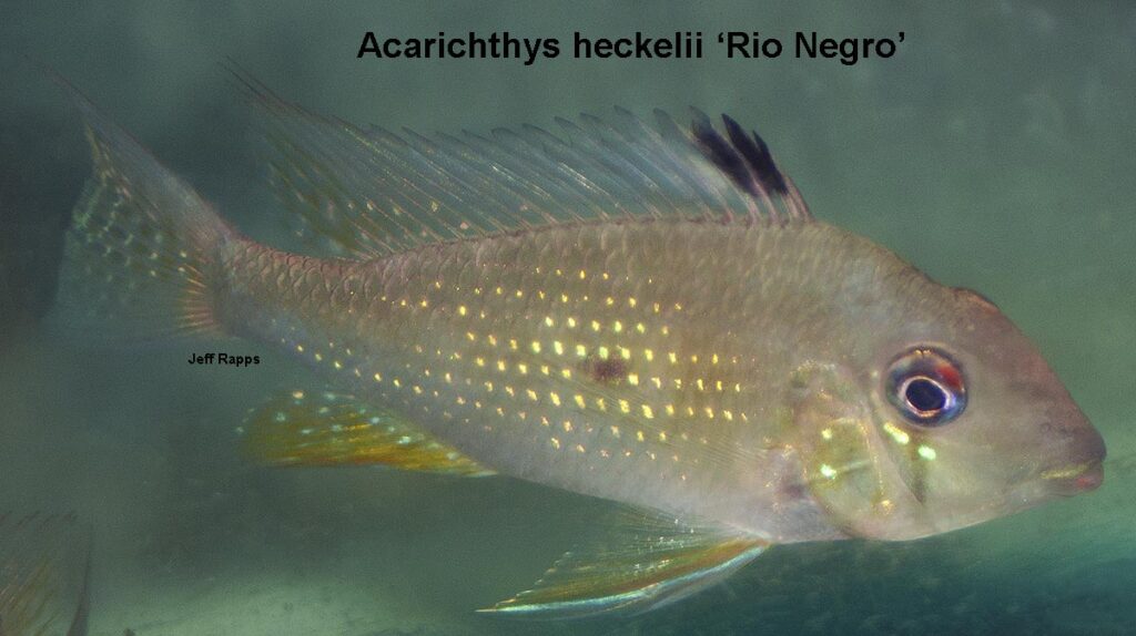 Acarichthys heckelii - Rio Negro