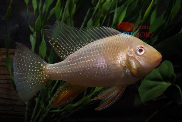 Acarichthys heckelii - Albino