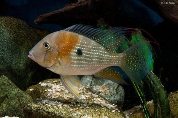 Acarychthys heckelii