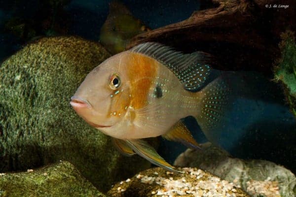 Acarychthys heckelii