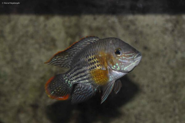Andinoacara rivulatus – Green Terror