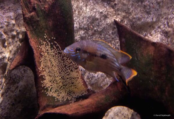 Andinoacara rivulatus – Green Terror met eieren
