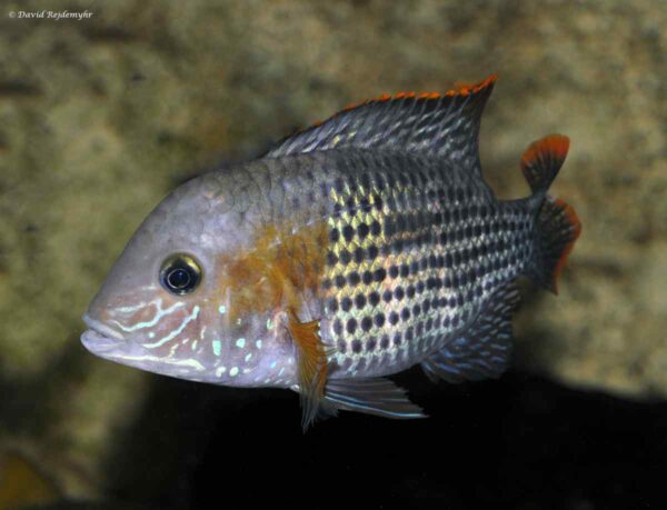 Andinoacara rivulatus – Green Terror