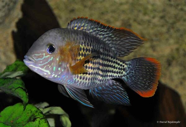 Andinoacara rivulatus – Green Terror