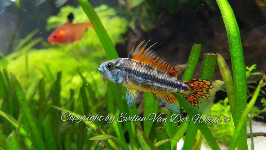 Apistogramma cacatuoides - man