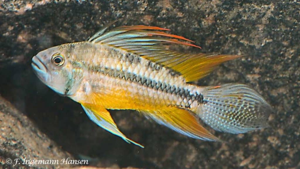 Apistogramma cacatuoides