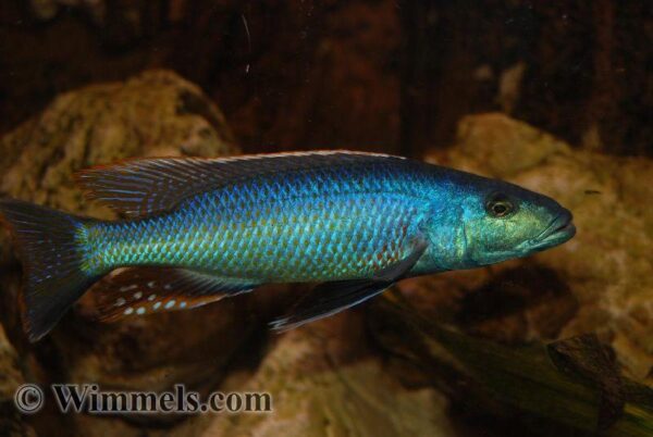 Champsochromis caeruleus