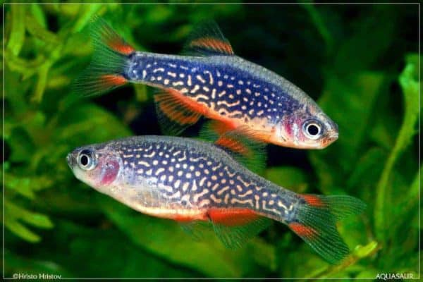 Danio margaritatus koppel
