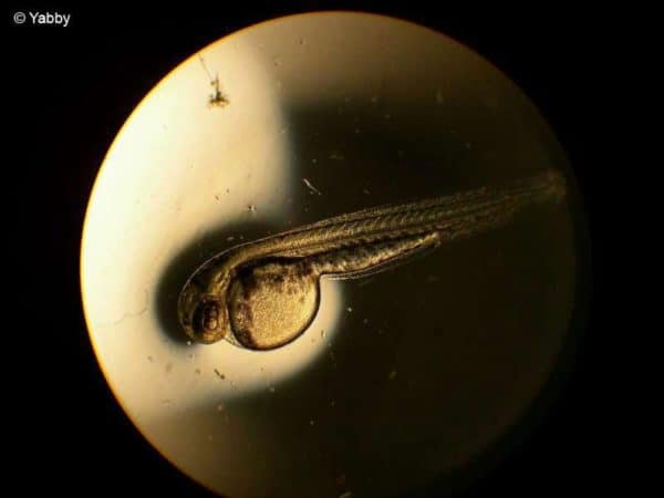 Danio margaritatus larf