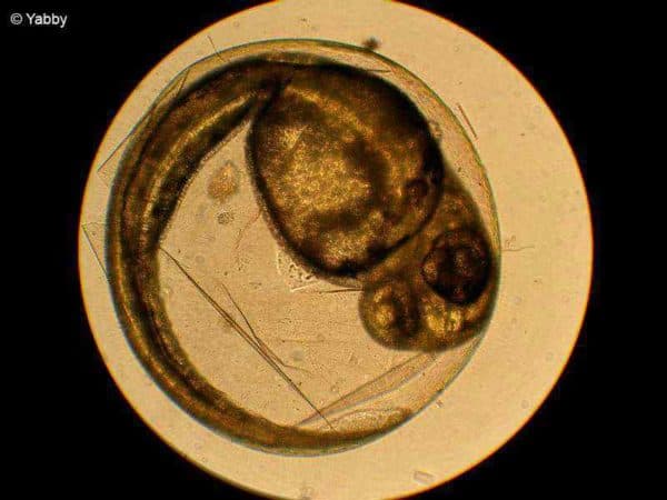 Danio margaritatus larf in ei