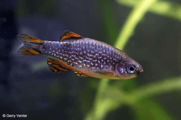 Danio margaritatus