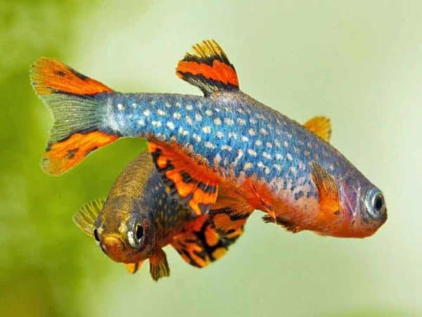 Danio margaritatus
