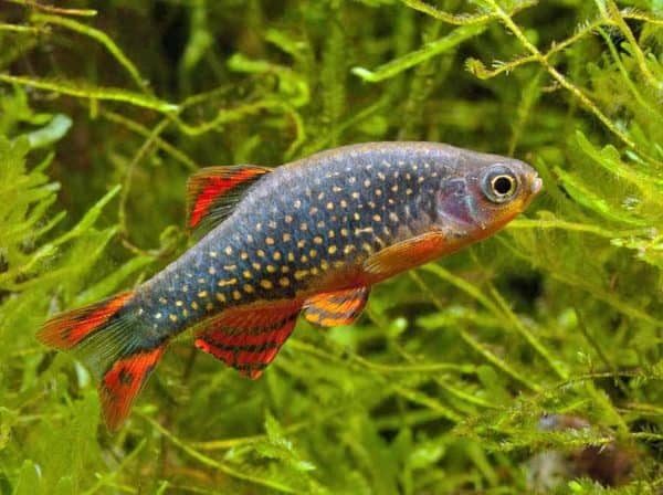 Danio margaritatus
