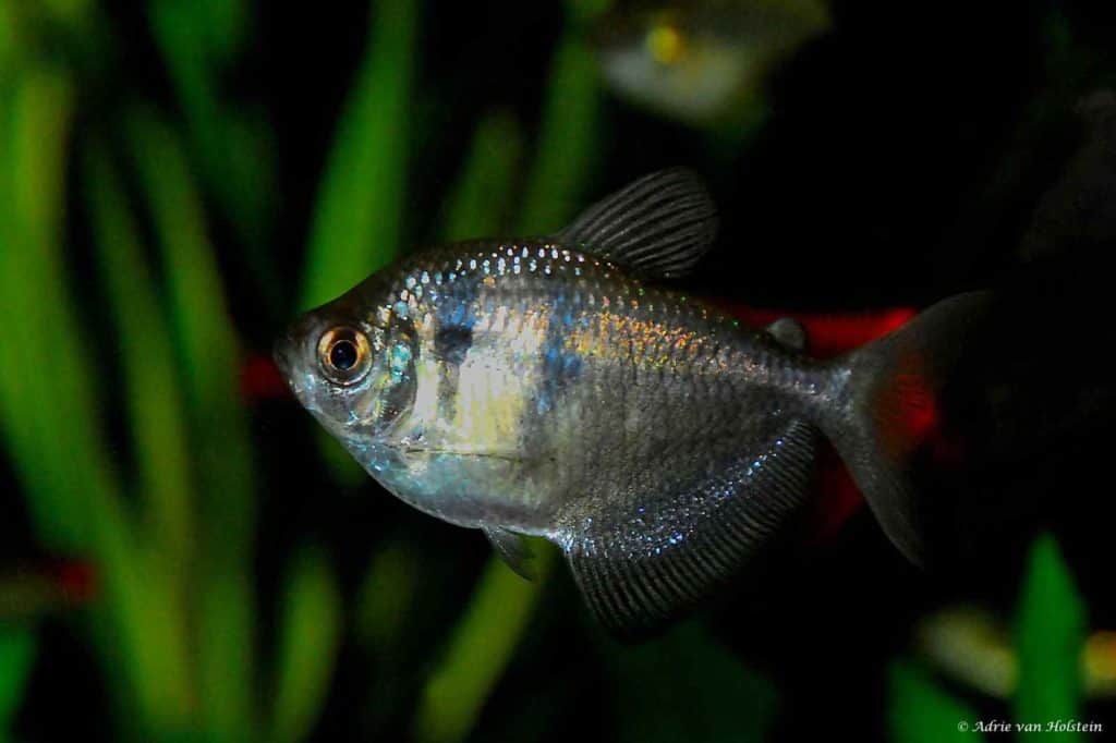 Gymnocorymbus ternetzi