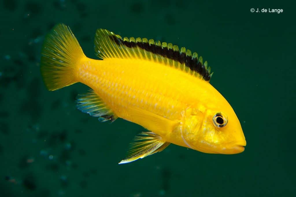 Labidochromis caeruleus - Yellow - Vrouw