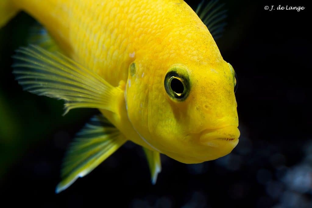 Labidochromis caeruleus - Yellow - Close up van de kop