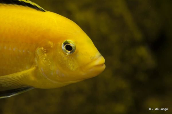 Labidochromis caeruleus - Yellow - Close up van de kop