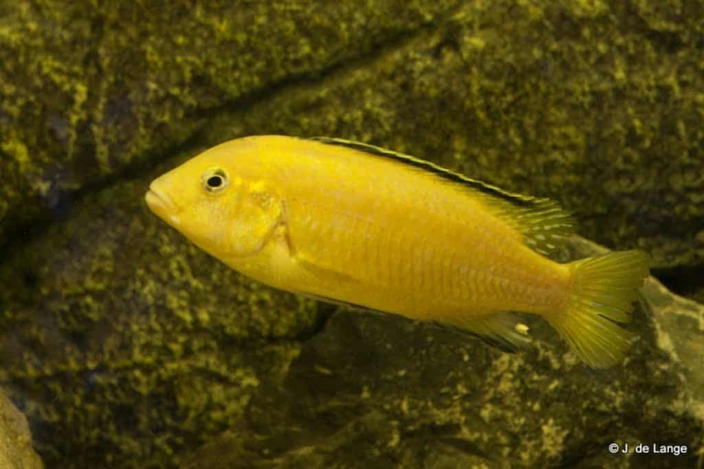 Labidochromis caeruleus - Yellow