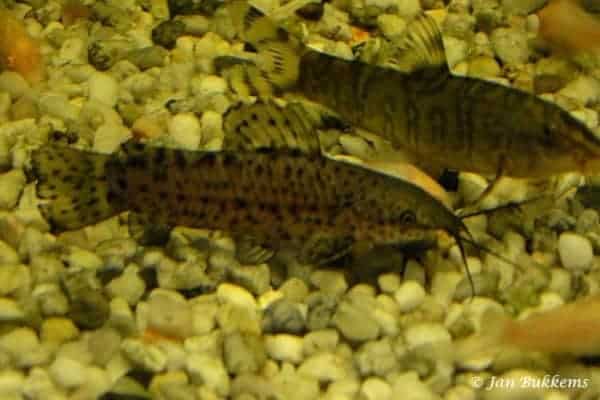 Megalechis thoracata - Kwi Kwi