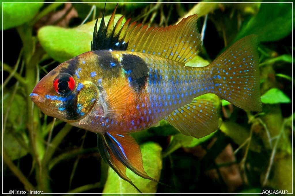 Mikrogeophagus ramirezi,ram