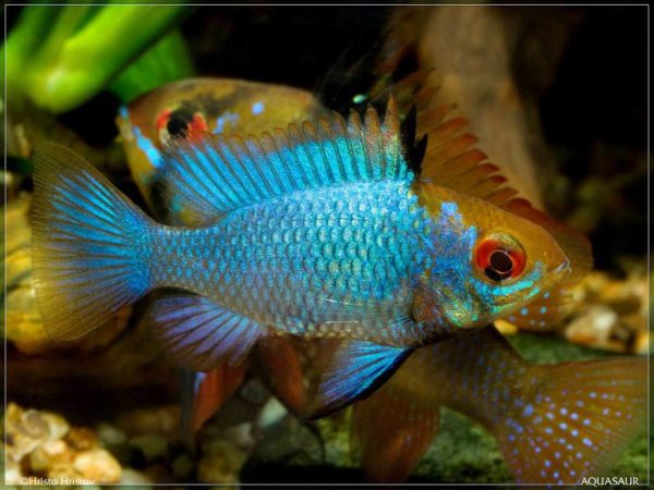 Mikrogeophagus ramirezi - Electric Blue