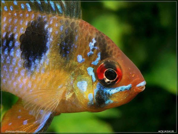 Mikrogeophagus ramirezi - Close up
