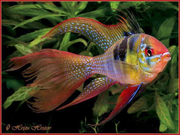 Mikrogeophagus ramirezi - Sluierstaart