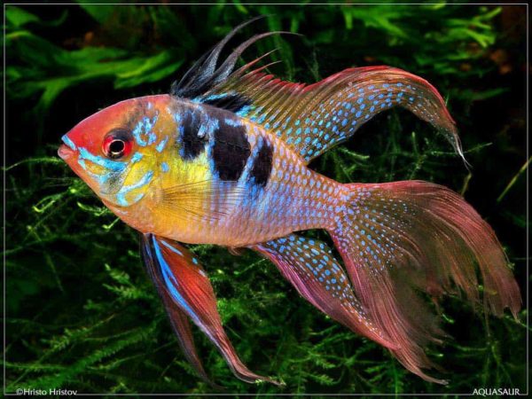 Mikrogeophagus ramirezi - Sluierstaart