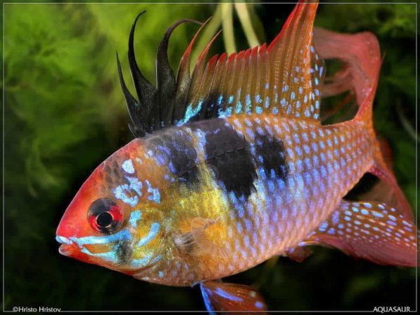 Mikrogeophagus ramirezi - Sluierstaart