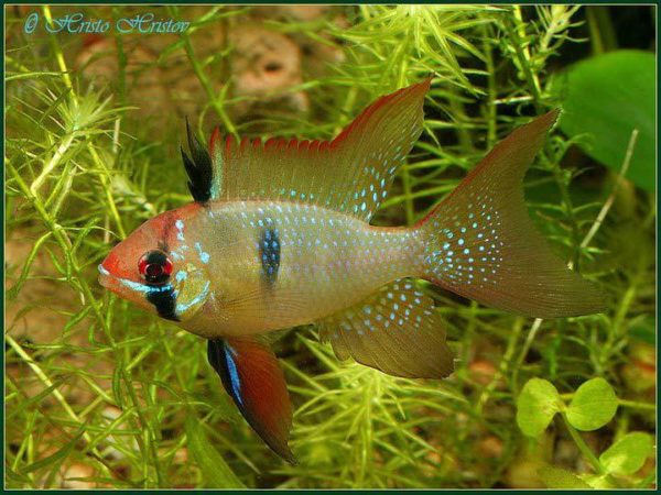 Mikrogeophagus ramirezi