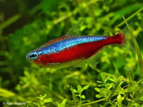 paracheirodon axelrodi - Kardinaal Tetra