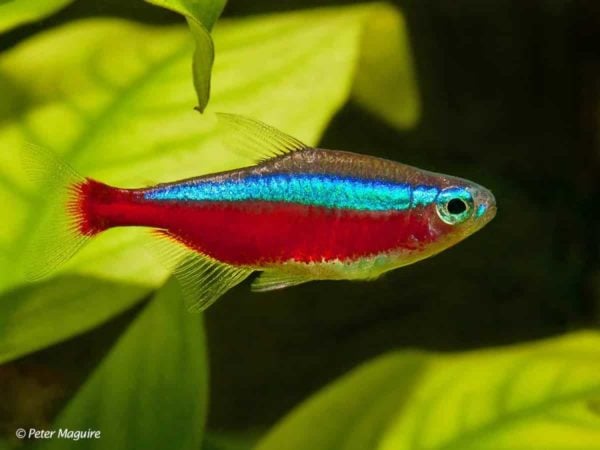 paracheirodon axelrodi - Kardinaal Tetra