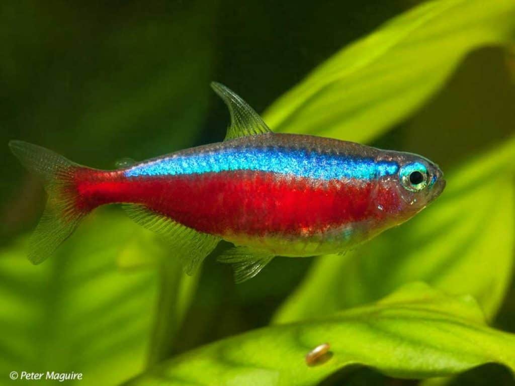 Paracheirodon axelrodi - Kardinaal Tetra 9 paracheirodon axelrodi - Kardinaal Tetra