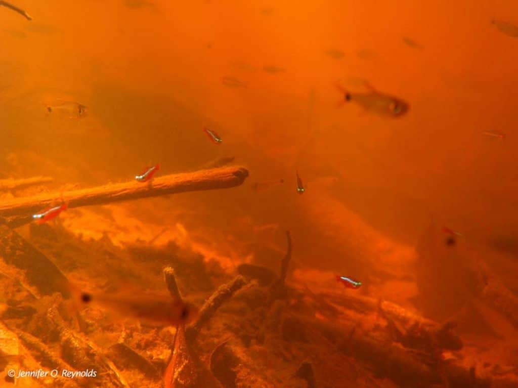 Paracheirodon axelrodi - Kardinaal Tetra 11 Paracheirodon axelrodi - Rio Aturia biotoop