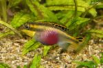 Pelvicachromis pulcher - Kersenbuik Cichlide - Vrouw